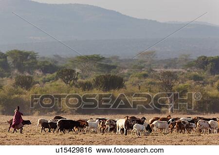 Masai Mara, African, Masai, Maasai, Kenya, Nilote, Africa View Large Photo Image Stock Photograph - Masai Mara, African, Masai, Maasai, Kenya, Nilote, Africa. Fotosearch