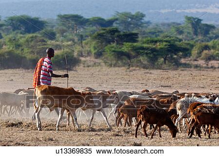 Stock Photography - Masai Mara, African, Masai, Maasai, Kenya, Nilote, Africa. Fotosearch