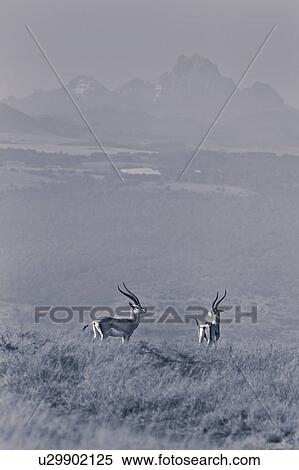 Stock Photography - Mount Kenya, African, Lewa Downs, Kenya, Grant's Gazelle, action, Africa. Fotosearch