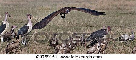 Stock Image - Ndutu, Central, National Park, Maribu Stork, Lapid faced vulture, Ngorogoro Conservation Area, Africa. Fotosearch