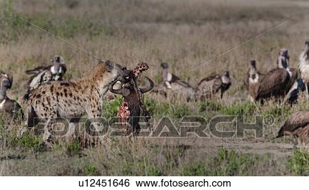 Ndutu, Central, National Park, Maribu Stork, Lapid faced vulture, Ngorogoro Conservation Area, Africa View Large Photo Image Stock Photograph - Ndutu, Central, National Park, Maribu Stork, Lapid faced vulture, Ngorogoro Conservation Area, Africa. Fotosearch