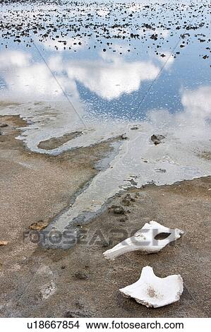 Picture - Ngorogoro Conservation Area, Central, Ndutu, National Park, Lake Masek, Serengeti, Africa. Fotosearch