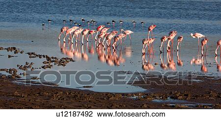 Stock Image - Ngorogoro Conservation Area, Central, Ndutu, National Park, Lake Masek, Serengeti, Africa. Fotosearch