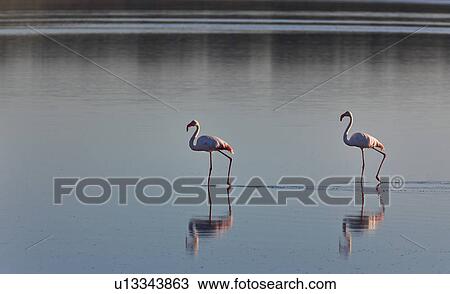 Ngorogoro Conservation Area, Central, Ndutu, National Park, Lake Ndutu, Serengeti, Africa View Large Photo Image Stock Image - Ngorogoro Conservation Area, Central, Ndutu, National Park, Lake Ndutu, Serengeti, Africa. Fotosearch