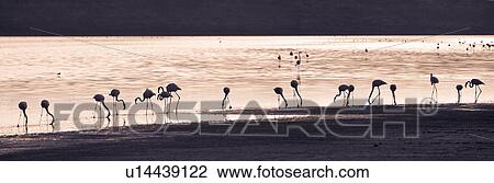 Stock Image - Ngorogoro Conservation Area, Central, Ndutu, National Park, Lake Ndutu, Serengeti, Africa. Fotosearch