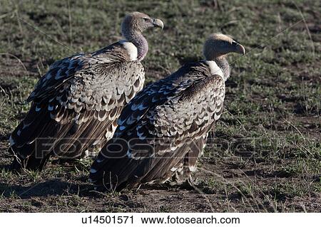 Ngorogoro Conservation Area, Central, Ndutu, National Park, Lapid faced vulture, Serengeti, Africa View Large Photo Image Stock Image - Ngorogoro Conservation Area, Central, Ndutu, National Park, Lapid faced vulture, Serengeti, Africa. Fotosearch