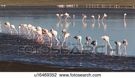 Stock Image - Ngorogoro Conservation Area, Central, Ndutu, National Park, Lake Ndutu, Serengeti, Africa. Fotosearch