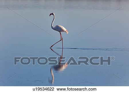Stock Image - Ngorogoro Conservation Area, Central, Ndutu, National Park, Lake Ndutu, Serengeti, Africa. Fotosearch