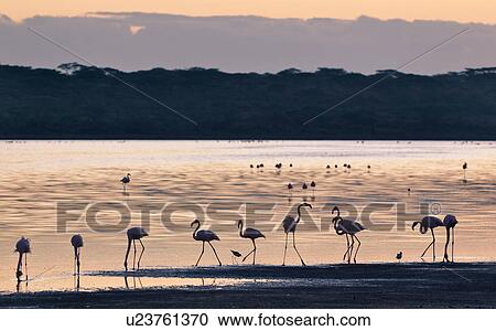 Stock Image - Ngorogoro Conservation Area, Central, Ndutu, National Park, Lake Ndutu, Serengeti, Africa. Fotosearch