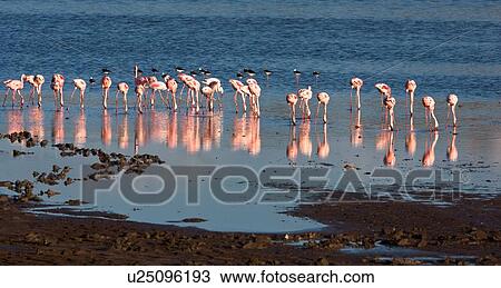 Stock Image - Ngorogoro Conservation Area, Central, Ndutu, National Park, Lake Masek, Serengeti, Africa. Fotosearch