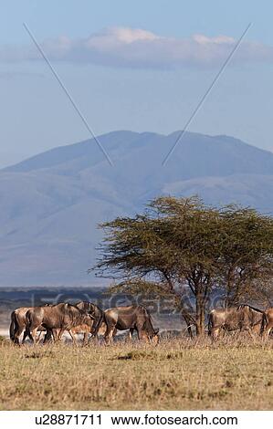 Stock Image - Ngorogoro Conservation Area, Central, Ndutu, National Park, Lemagrut, Serengeti, Africa. Fotosearch