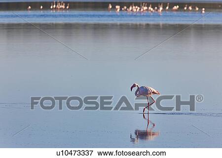 Ngorogoro Conservation Area, Central, Ndutu, National Park, Lake Ndutu, Serengeti, Africa View Large Photo Image Stock Photo - Ngorogoro Conservation Area, Central, Ndutu, National Park, Lake Ndutu, Serengeti, Africa. Fotosearch