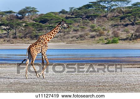 Stock Photo - Ngorogoro Conservation Area, Central, Ndutu, National Park, Lake Ndutu, Serengeti, Africa. Fotosearch