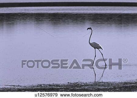 Ngorogoro Conservation Area, Central, Ndutu, National Park, Lake Ndutu, Serengeti, Africa View Large Photo Image Stock Photo - Ngorogoro Conservation Area, Central, Ndutu, National Park, Lake Ndutu, Serengeti, Africa. Fotosearch