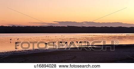 Stock Photo - Ngorogoro Conservation Area, Central, Ndutu, National Park, Lake Ndutu, Serengeti, Africa. Fotosearch
