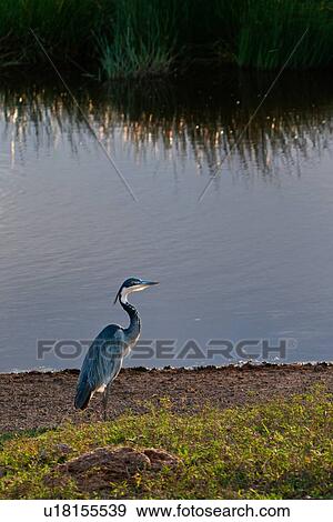 Ngorogoro Conservation Area, Central, Ndutu, National Park, Goliath Heron, Serengeti, Africa View Large Photo Image Stock Photo - Ngorogoro Conservation Area, Central, Ndutu, National Park, Goliath Heron, Serengeti, Africa. Fotosearch