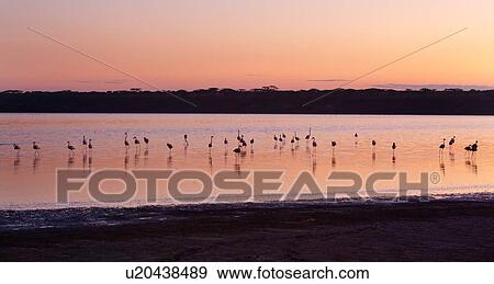 Ngorogoro Conservation Area, Central, Ndutu, National Park, Lake Ndutu, Serengeti, Africa View Large Photo Image Stock Photo - Ngorogoro Conservation Area, Central, Ndutu, National Park, Lake Ndutu, Serengeti, Africa. Fotosearch