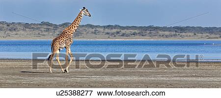 Ngorogoro Conservation Area, Central, Ndutu, National Park, Lake Ndutu, Serengeti, Africa View Large Photo Image Stock Photo - Ngorogoro Conservation Area, Central, Ndutu, National Park, Lake Ndutu, Serengeti, Africa. Fotosearch