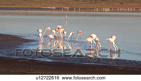 Ngorogoro Conservation Area, Central, Ndutu, National Park, Lake Ndutu, Serengeti, Africa View Large Photo Image Stock Photograph - Ngorogoro Conservation Area, Central, Ndutu, National Park, Lake Ndutu, Serengeti, Africa. Fotosearch