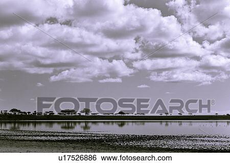 Ngorogoro Conservation Area, Central, Ndutu, National Park, Lake Masek, Serengeti, Africa View Large Photo Image Stock Photograph - Ngorogoro Conservation Area, Central, Ndutu, National Park, Lake Masek, Serengeti, Africa. Fotosearch