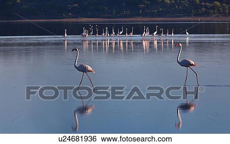 Ngorogoro Conservation Area, Central, Ndutu, National Park, Lake Ndutu, Serengeti, Africa View Large Photo Image Stock Photograph - Ngorogoro Conservation Area, Central, Ndutu, National Park, Lake Ndutu, Serengeti, Africa. Fotosearch