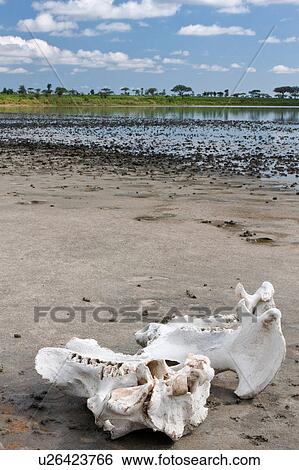 Ngorogoro Conservation Area, Central, Ndutu, National Park, Lake Masek, Serengeti, Africa View Large Photo Image Stock Photograph - Ngorogoro Conservation Area, Central, Ndutu, National Park, Lake Masek, Serengeti, Africa. Fotosearch