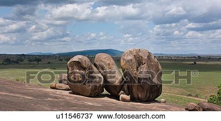 Serengeti, Central, Ngong Rock, National Park, Masai, Tanzania, Africa View Large Photo Image Stock Photo - Serengeti, Central, Ngong Rock, National Park, Masai, Tanzania, Africa. Fotosearch