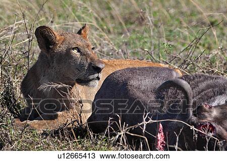 Serengeti, Central, Ngorogoro Conservation Area, Ndutu, National Park, Serengeti Plains, Africa View Large Photo Image Stock Image - Serengeti, Central, Ngorogoro Conservation Area, Ndutu, National Park, Serengeti Plains, Africa. Fotosearch