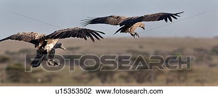 Serengeti, Central, Ngorogoro Conservation Area, Ndutu, National Park, Serengeti Plains, Africa View Large Photo Image Stock Image - Serengeti, Central, Ngorogoro Conservation Area, Ndutu, National Park, Serengeti Plains, Africa. Fotosearch