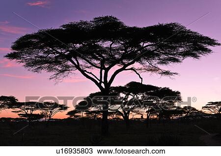 Stock Image - Serengeti, Central, Ngorogoro Conservation Area, Ndutu, National Park, Serengeti Plains, Africa. Fotosearch
