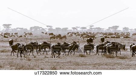 Serengeti, Central, Ngorogoro Conservation Area, Ndutu, National Park, Serengeti Plains, Africa View Large Photo Image Stock Image - Serengeti, Central, Ngorogoro Conservation Area, Ndutu, National Park, Serengeti Plains, Africa. Fotosearch