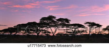 Stock Image - Serengeti, Central, Ngorogoro Conservation Area, Ndutu, National Park, Serengeti Plains, Africa. Fotosearch