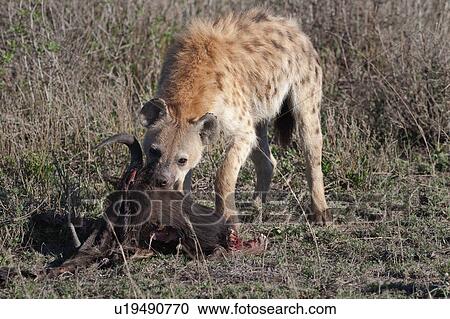 Stock Image - Serengeti, Central, Ngorogoro Conservation Area, Ndutu, National Park, Serengeti Plains, Africa. Fotosearch