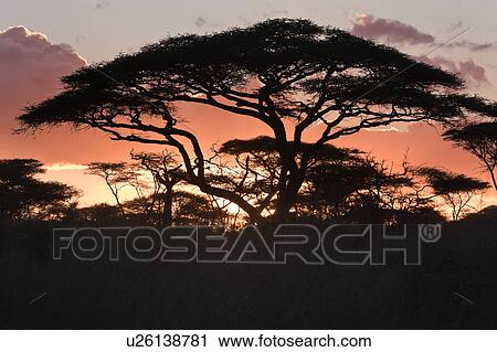 Stock Image - Serengeti, Central, Ngorogoro Conservation Area, Ndutu, National Park, Serengeti Plains, Africa. Fotosearch