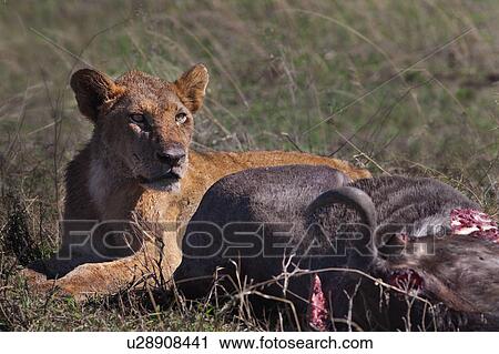 Stock Image - Serengeti, Central, Ngorogoro Conservation Area, Ndutu, National Park, Serengeti Plains, Africa. Fotosearch