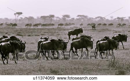 Serengeti, Central, Ngorogoro Conservation Area, Ndutu, National Park, Serengeti Plains, Africa View Large Photo Image Stock Photo - Serengeti, Central, Ngorogoro Conservation Area, Ndutu, National Park, Serengeti Plains, Africa. Fotosearch