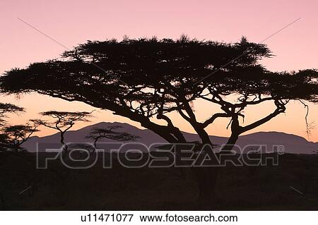 Stock Photo - Serengeti, Central, Ngorogoro Conservation Area, Ndutu, National Park, Serengeti Plains, Africa. Fotosearch