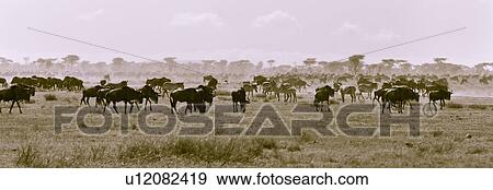Stock Photo - Serengeti, Central, Ngorogoro Conservation Area, Ndutu, National Park, Serengeti Plains, Africa. Fotosearch