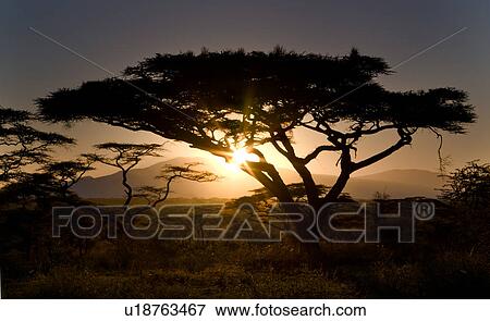 Serengeti, Central, Ngorogoro Conservation Area, Ndutu, National Park, Serengeti Plains, Africa View Large Photo Image Stock Photo - Serengeti, Central, Ngorogoro Conservation Area, Ndutu, National Park, Serengeti Plains, Africa. Fotosearch
