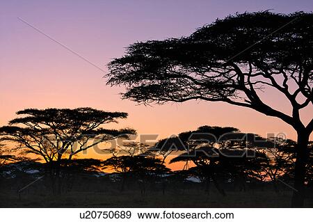 Stock Photo - Serengeti, Central, Ngorogoro Conservation Area, Ndutu, National Park, Serengeti Plains, Africa. Fotosearch