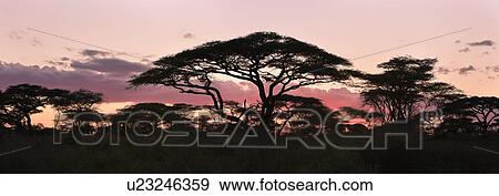 Stock Photo - Serengeti, Central, Ngorogoro Conservation Area, Ndutu, National Park, Serengeti Plains, Africa. Fotosearch