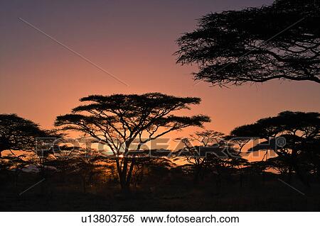 Serengeti, Central, Ngorogoro Conservation Area, Ndutu, National Park, Serengeti Plains, Africa View Large Photo Image Stock Photograph - Serengeti, Central, Ngorogoro Conservation Area, Ndutu, National Park, Serengeti Plains, Africa. Fotosearch