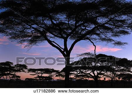 Serengeti, Central, Ngorogoro Conservation Area, Ndutu, National Park, Serengeti Plains, Africa View Large Photo Image Stock Photograph - Serengeti, Central, Ngorogoro Conservation Area, Ndutu, National Park, Serengeti Plains, Africa. Fotosearch