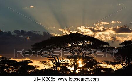 Serengeti, Central, Ngorogoro Conservation Area, Ndutu, National Park, Serengeti Plains, Africa View Large Photo Image Stock Photography - Serengeti, Central, Ngorogoro Conservation Area, Ndutu, National Park, Serengeti Plains, Africa. Fotosearch