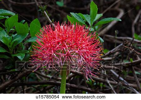Tanzania, African Blood Lily, Ngorogoro, Conservation Area, Central, World Heritage Site, Africa View Large Photo Image Picture - Tanzania, African Blood Lily, Ngorogoro, Conservation Area, Central, World Heritage Site, Africa. Fotosearch