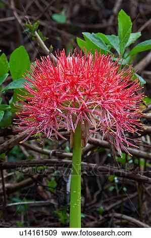 Stock Photo - Tanzania, African Blood Lily, Ngorogoro, Conservation Area, Central, World Heritage Site, Africa. Fotosearch
