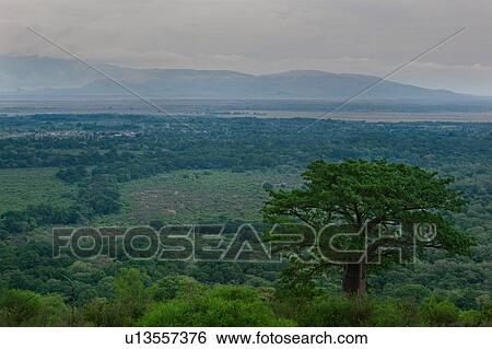 Tanzania, Central, Manyara, Lake Manyara, Great Rift Valley, baobab, Africa View Large Photo Image Stock Photograph - Tanzania, Central, Manyara, Lake Manyara, Great Rift Valley, baobab, Africa. Fotosearch