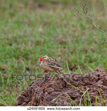 Stock Photography - Tanzania, Central, Red-throated tit, Ngorogoro, Conservation Area, World Heritage Site, Africa. Fotosearch