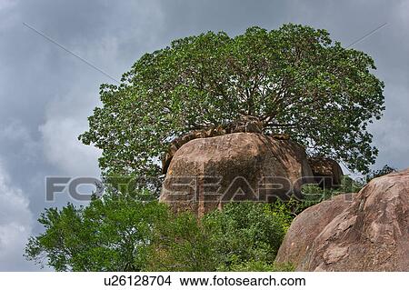 Tanzania, Central, Serengeti, National Park, Maru Kopjes, afternoon, Africa View Large Photo Image Picture - Tanzania, Central, Serengeti, National Park, Maru Kopjes, afternoon, Africa. Fotosearch
