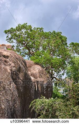 Tanzania, Central, Serengeti, National Park, Maru Kopjes, afternoon, Africa View Large Photo Image Stock Image - Tanzania, Central, Serengeti, National Park, Maru Kopjes, afternoon, Africa. Fotosearch